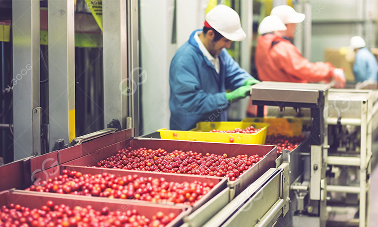 equipment needed for tomato processing plant